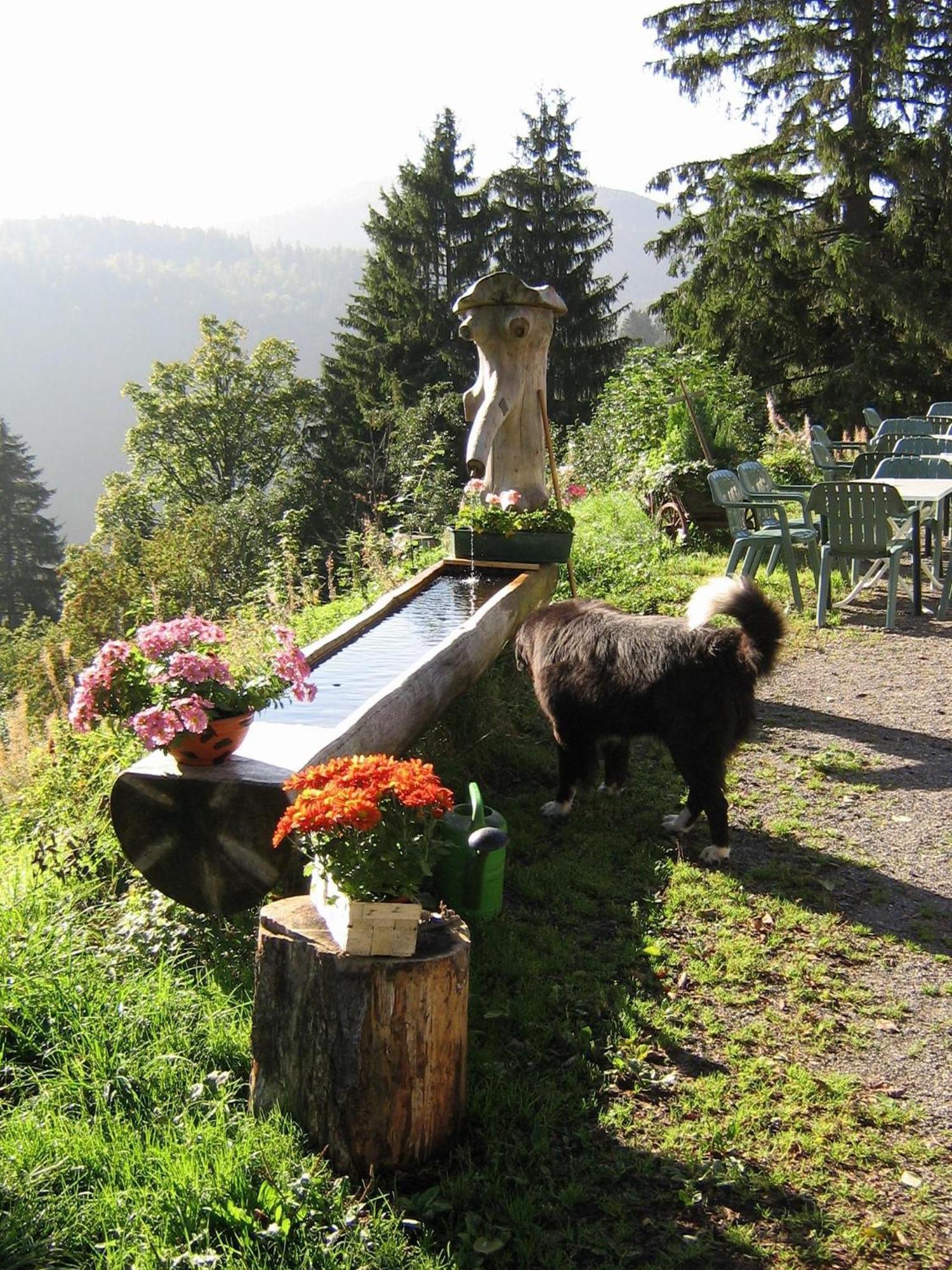 Berggasthaus Prager Boden Hotel Todtnau Buitenkant foto